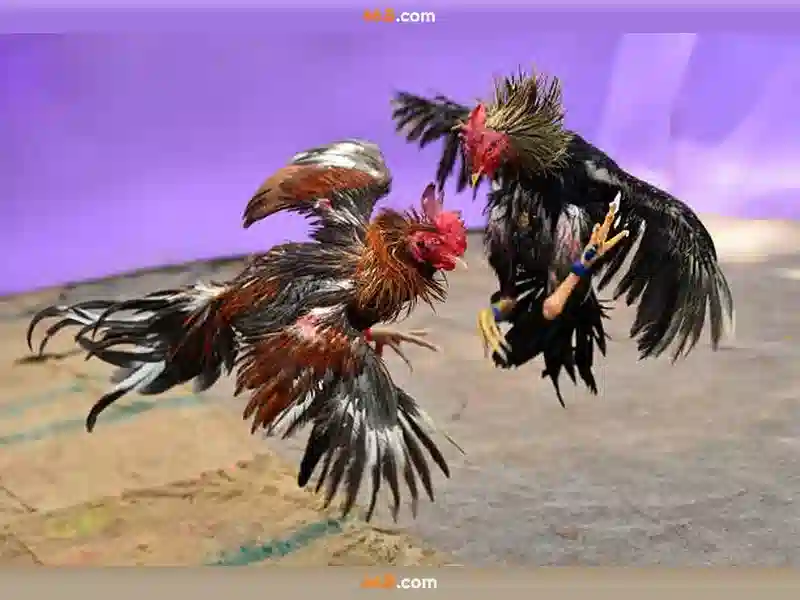 💎nhà cái uy tín win - top 15💎