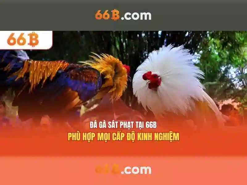 💎nhà cái online💎