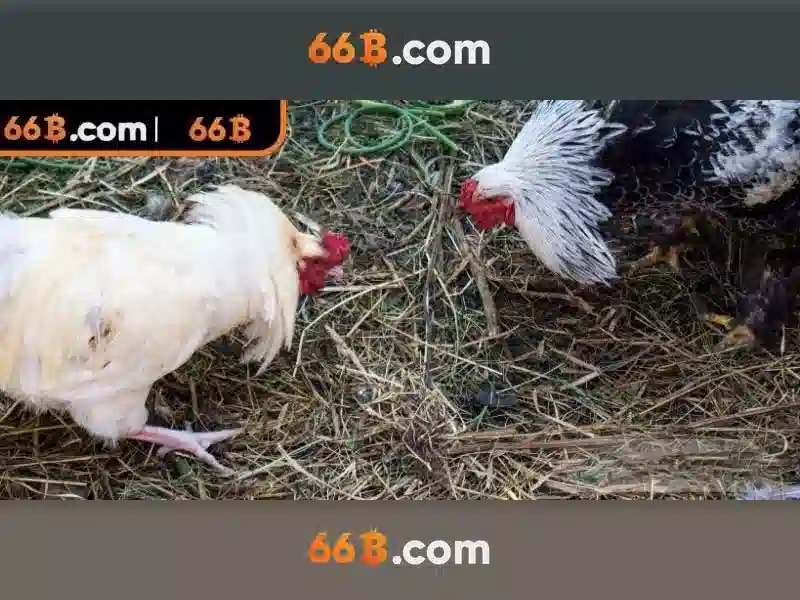 💎nha cai t4wbet💎